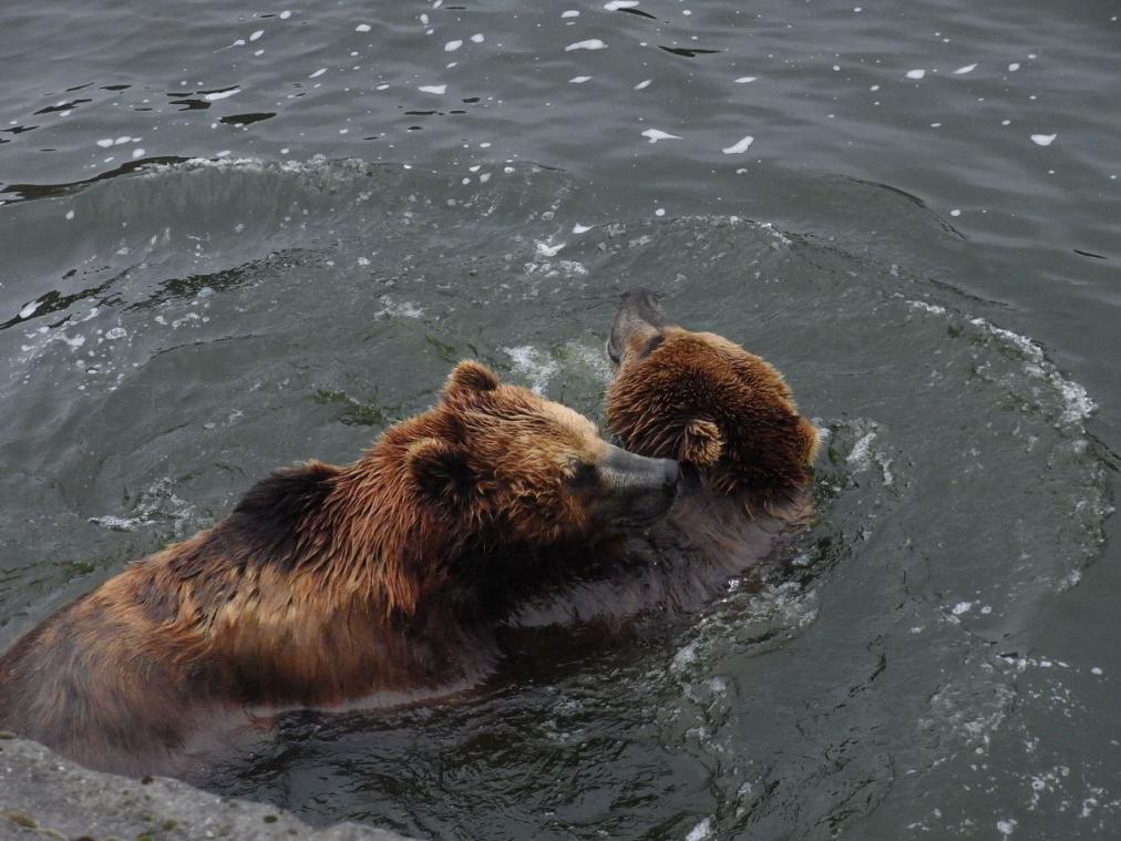 Foto Zoo Gelsenkirchen - Bären im Wasser