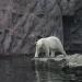 Foto Zoo Gelsenkirchen - Eisbär am Wasser