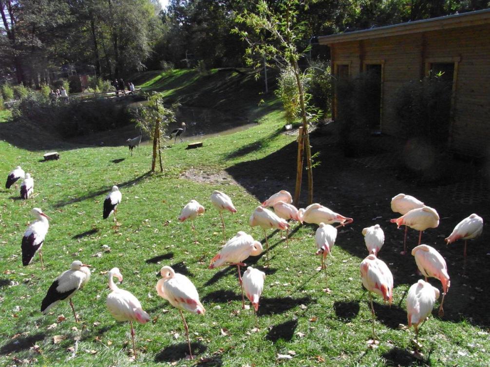Tierpark - Flamingos