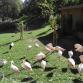 Tierpark - Flamingos