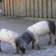 Tierpark - Schweine