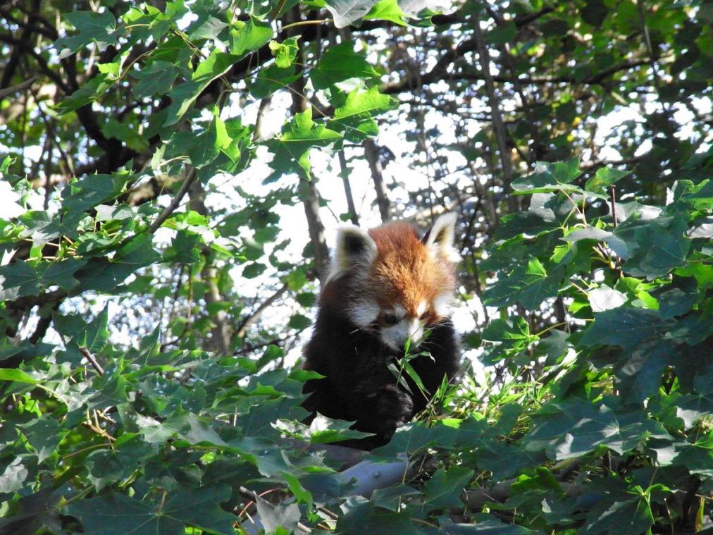 Foto: Aachener Tierpark - Bär im Baum