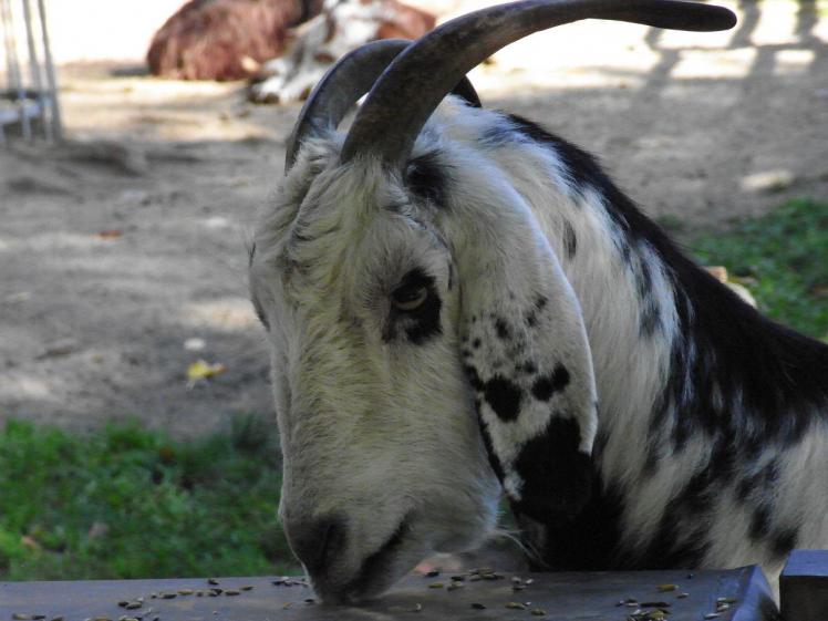 Foto: Aachener Tierpark - Ziege