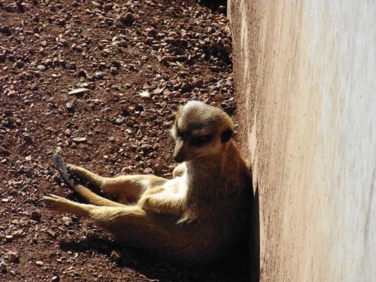 Lustige Tierbilder - Erdmännchen