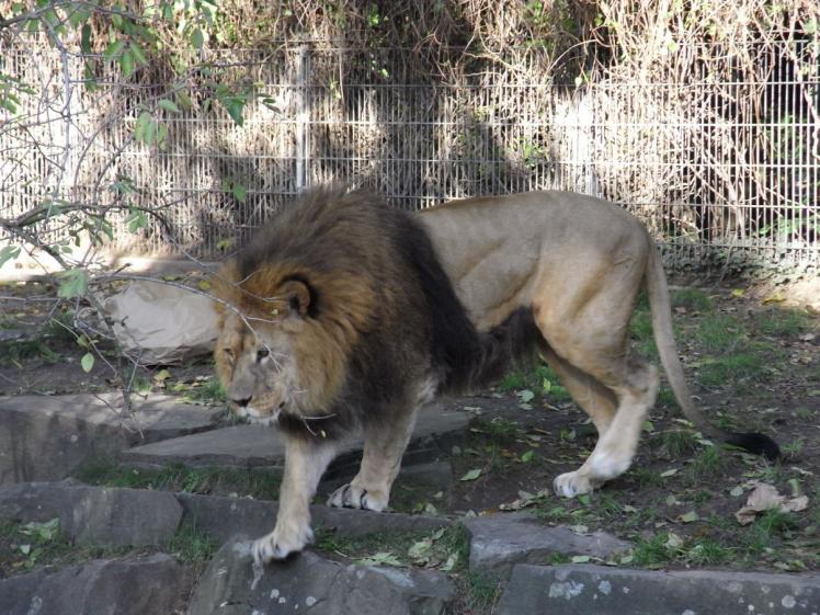 Dortmunder Zoo - Löwe