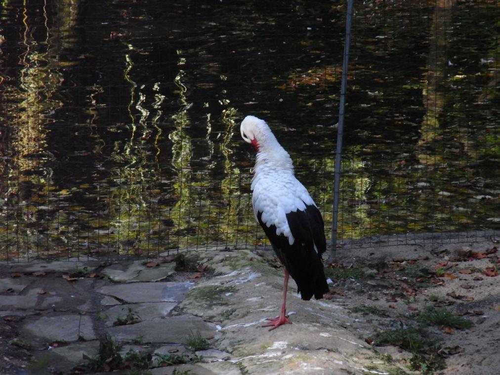 Dortmunder Zoo - Storch