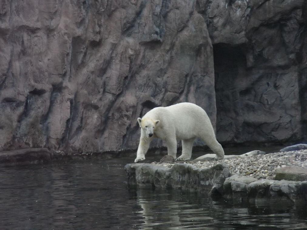Foto Zoo Gelsenkirchen - Eisbär am Wasser