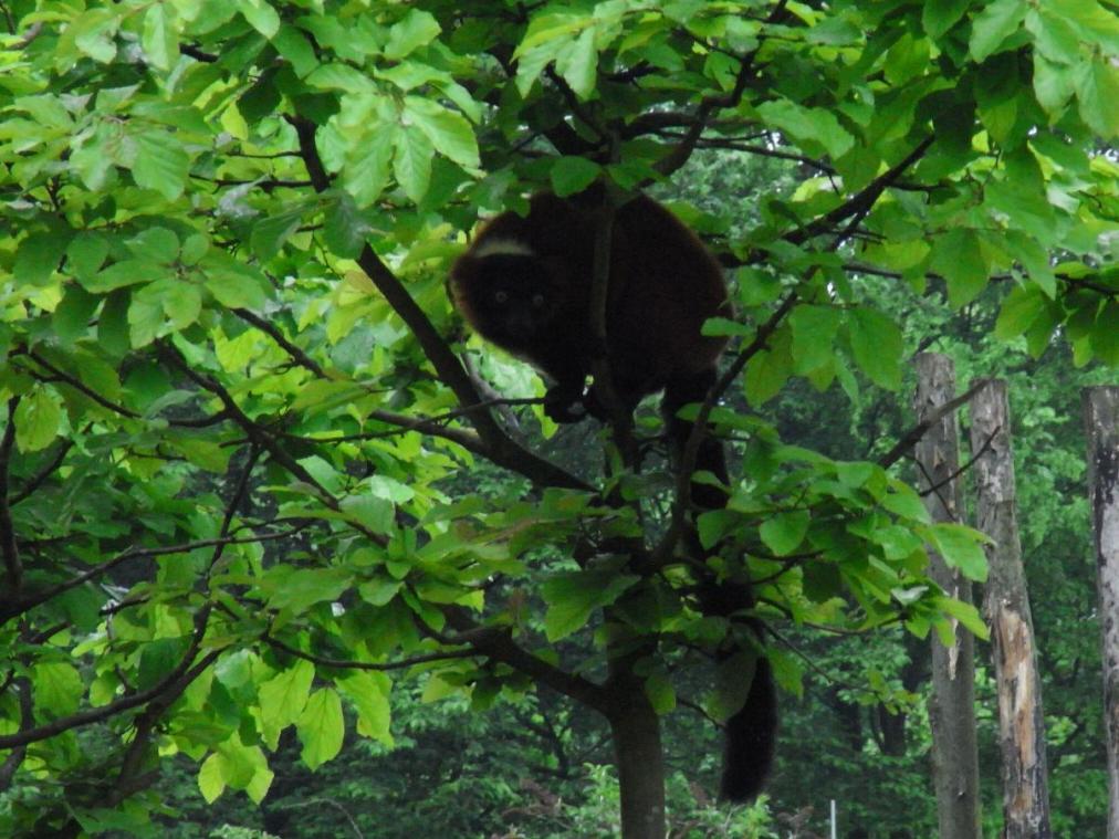 Foto Zoo Gelsenkirchen - Affe im Baum
