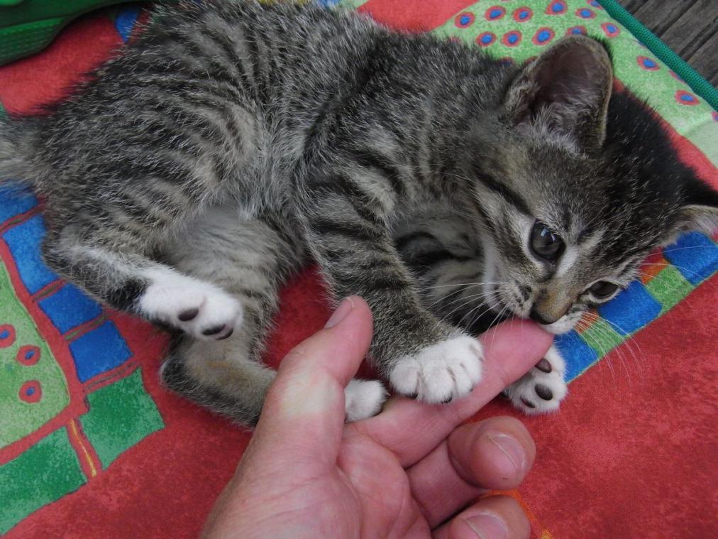 Foto von Katze Pepper - spielend mit Hand