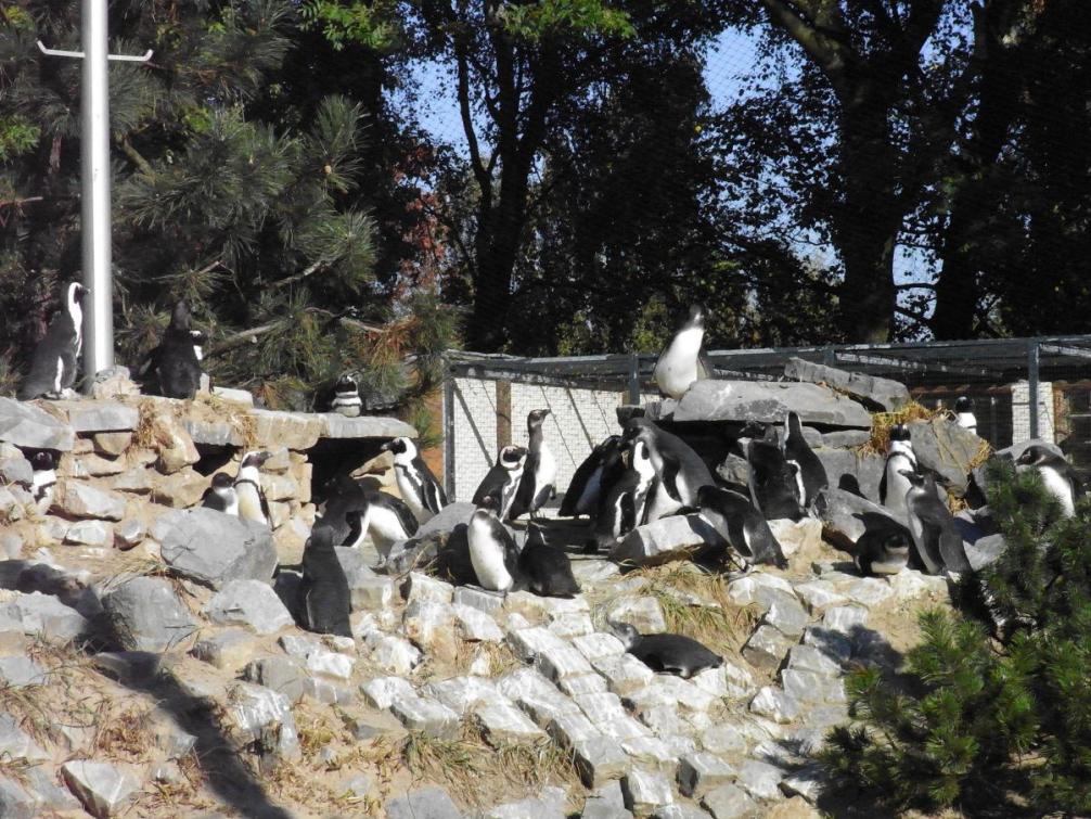 Tierpark - Pinguine