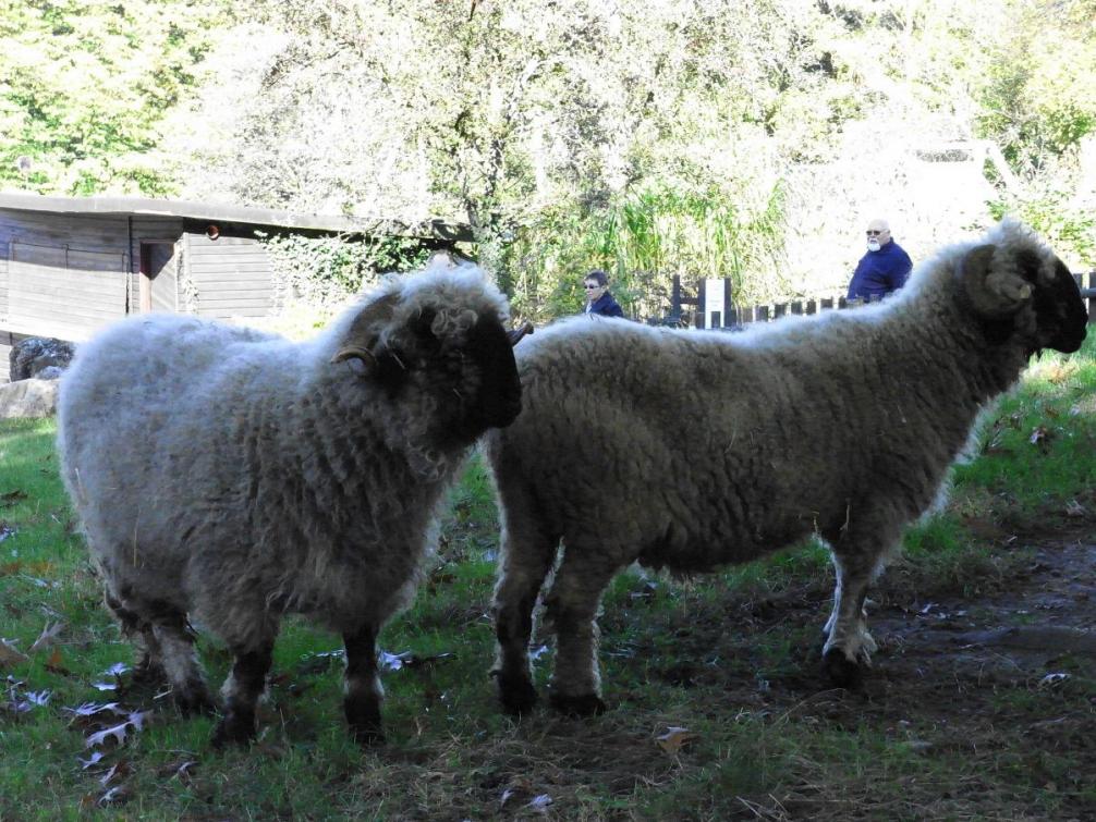 Tierpark - Schafe