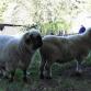 Tierpark - Schafe