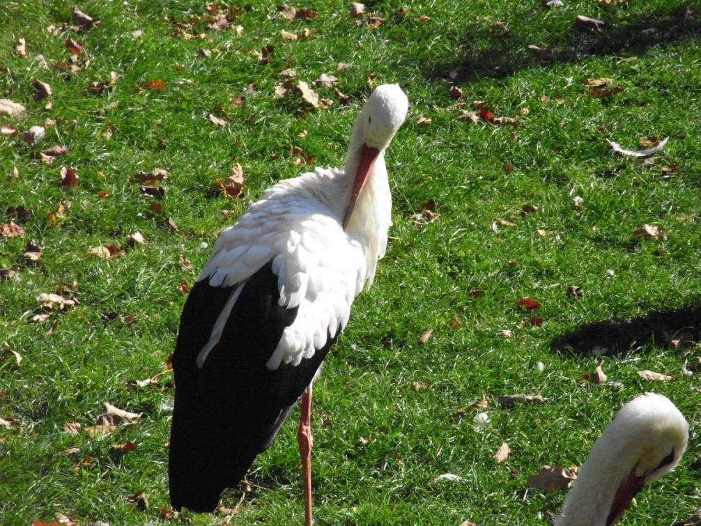 Tierpark - Storch
