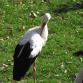 Tierpark - Storch