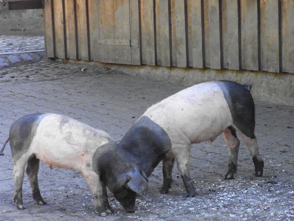 Tierpark - Schweine