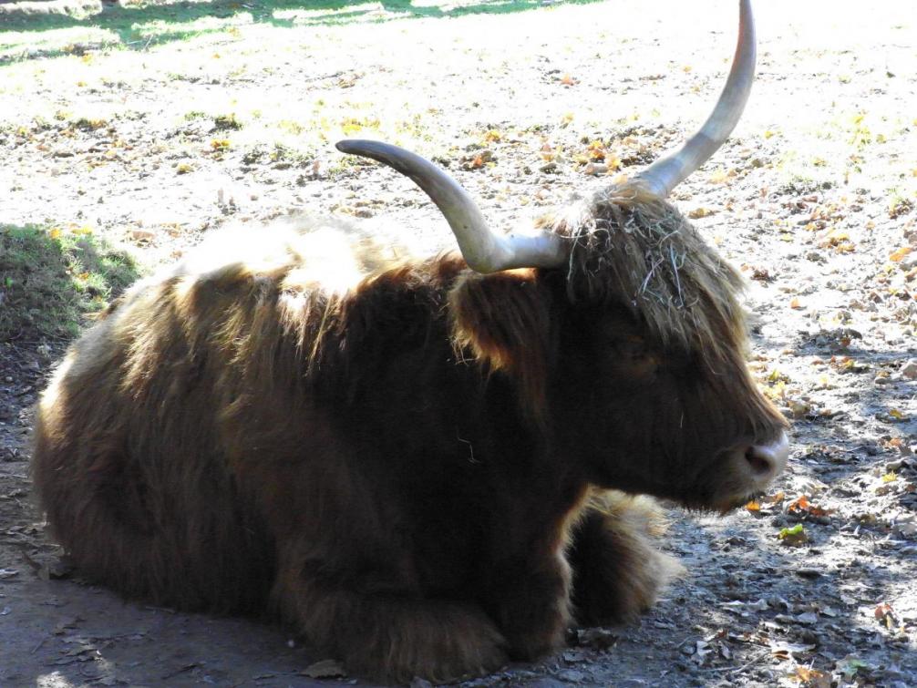 Tierpark - Büffel