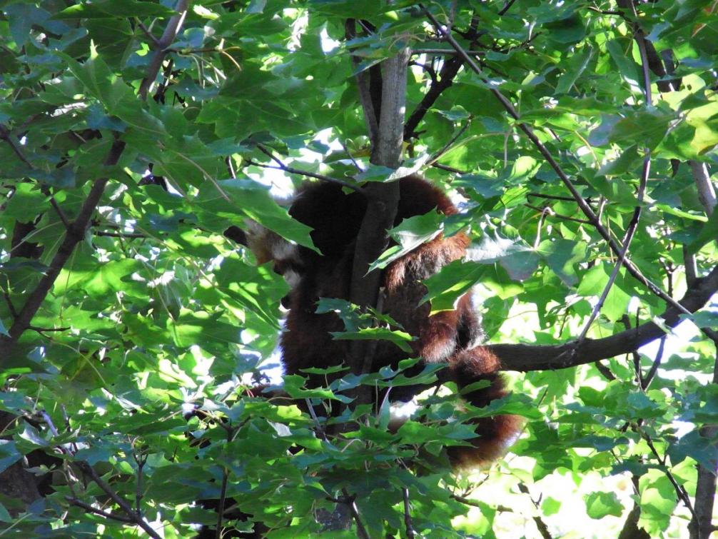 Tierpark - Koalabär