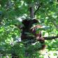 Tierpark - Koalabär