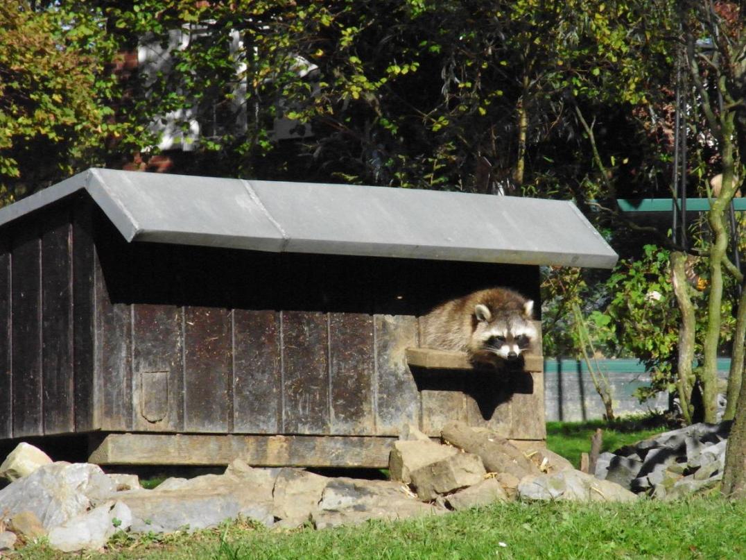 Foto: Aachener Tierpark - Waschbär