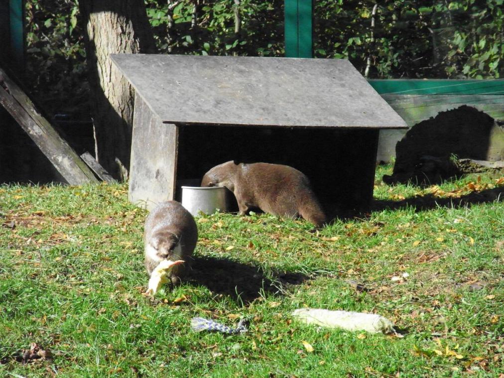 Foto: Aachener Tierpark - Otter