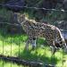 Tierpark - Luchs