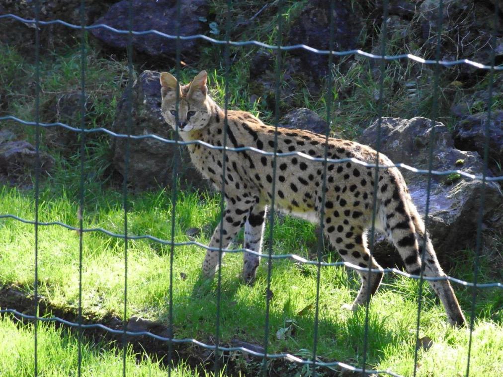 Tierpark - Luchs