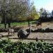 Tierpark - Strauß