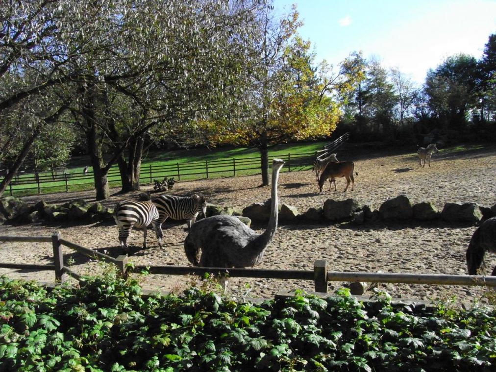 Tierpark - Strauß