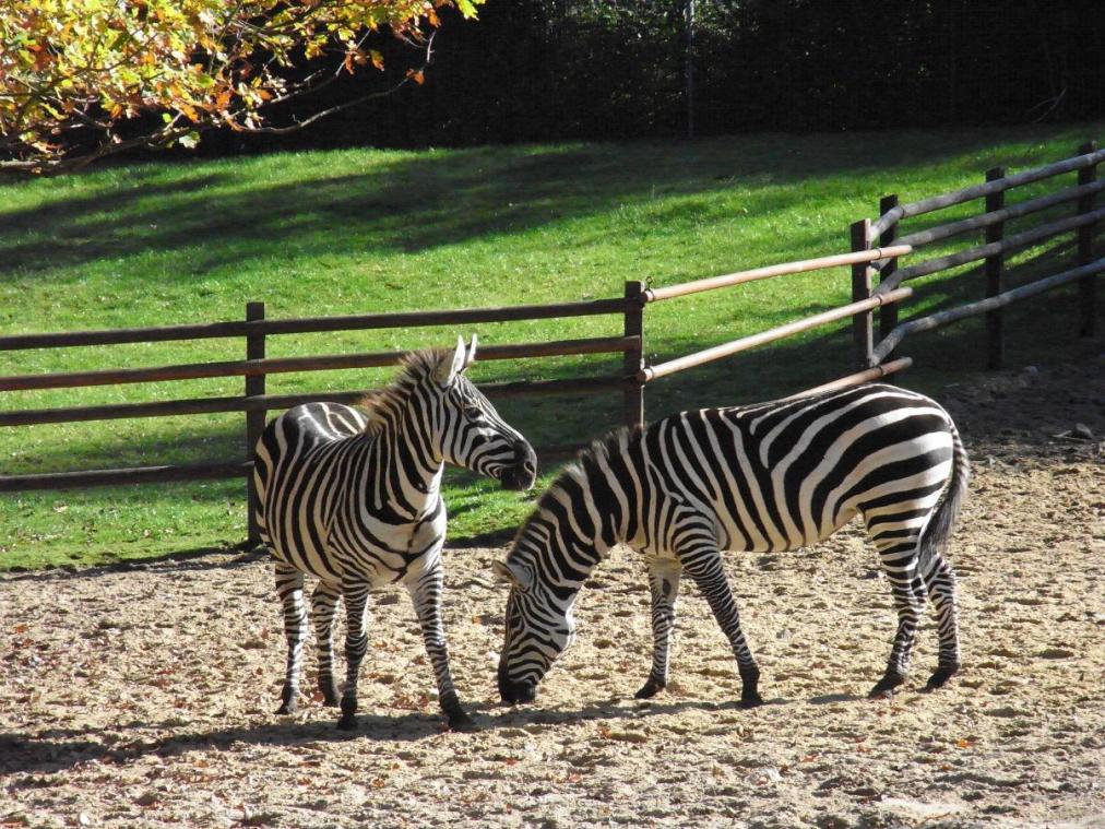 Tierpark - Zebra
