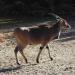 Foto: Aachener Tierpark - Hufentier