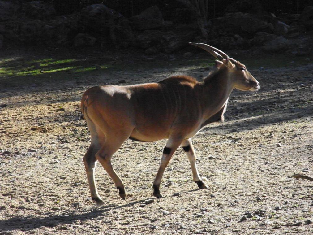 Foto: Aachener Tierpark - Hufentier