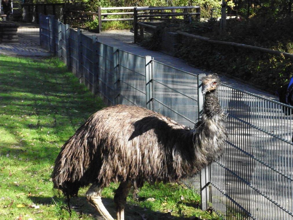 Foto: Aachener Tierpark - Tiergehege