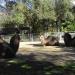 Tierpark - Kamele