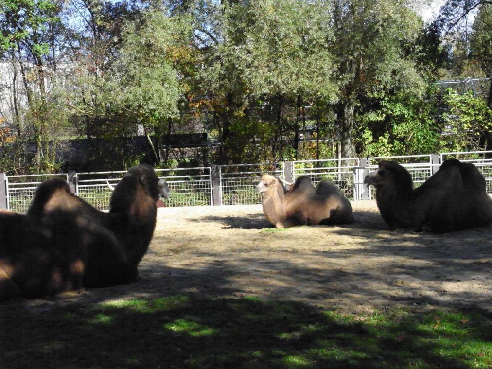 Tierpark - Kamele