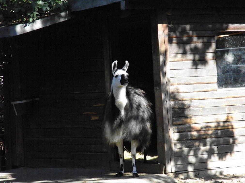 Tierpark - Lama