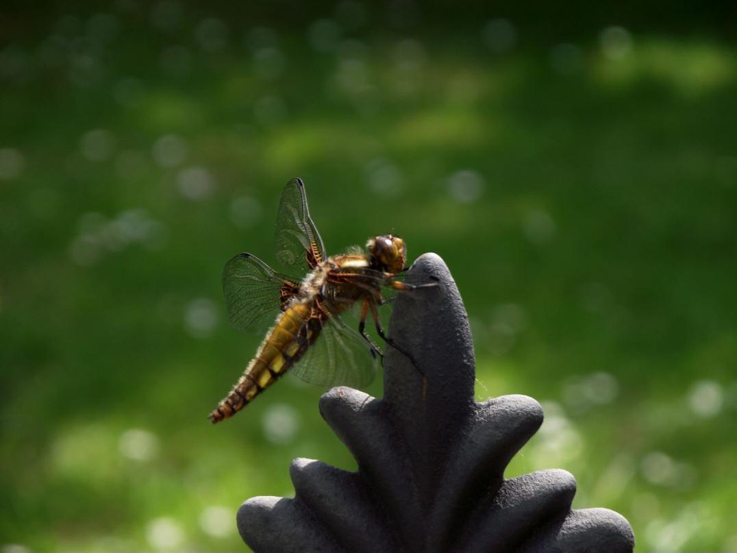 Foto: Was könnte das sein