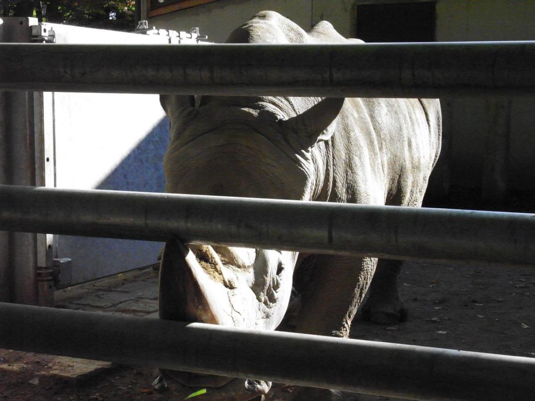 Lustiges Tierbild - Nashorn