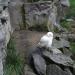 Foto Zoo Gelsenkirchen - Eule