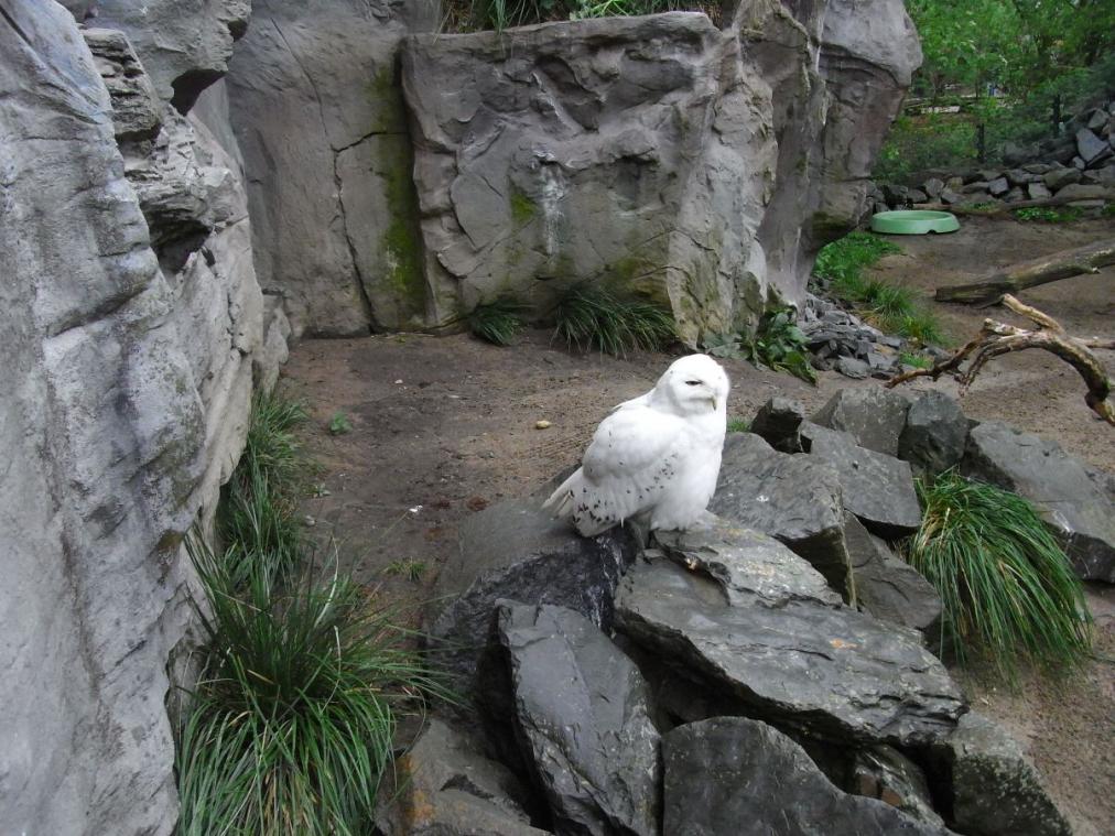 Foto Zoo Gelsenkirchen - Eule