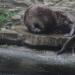 Foto Zoo Gelsenkirchen - Wassertier