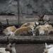 Foto Zoo Gelsenkirchen - Gehege