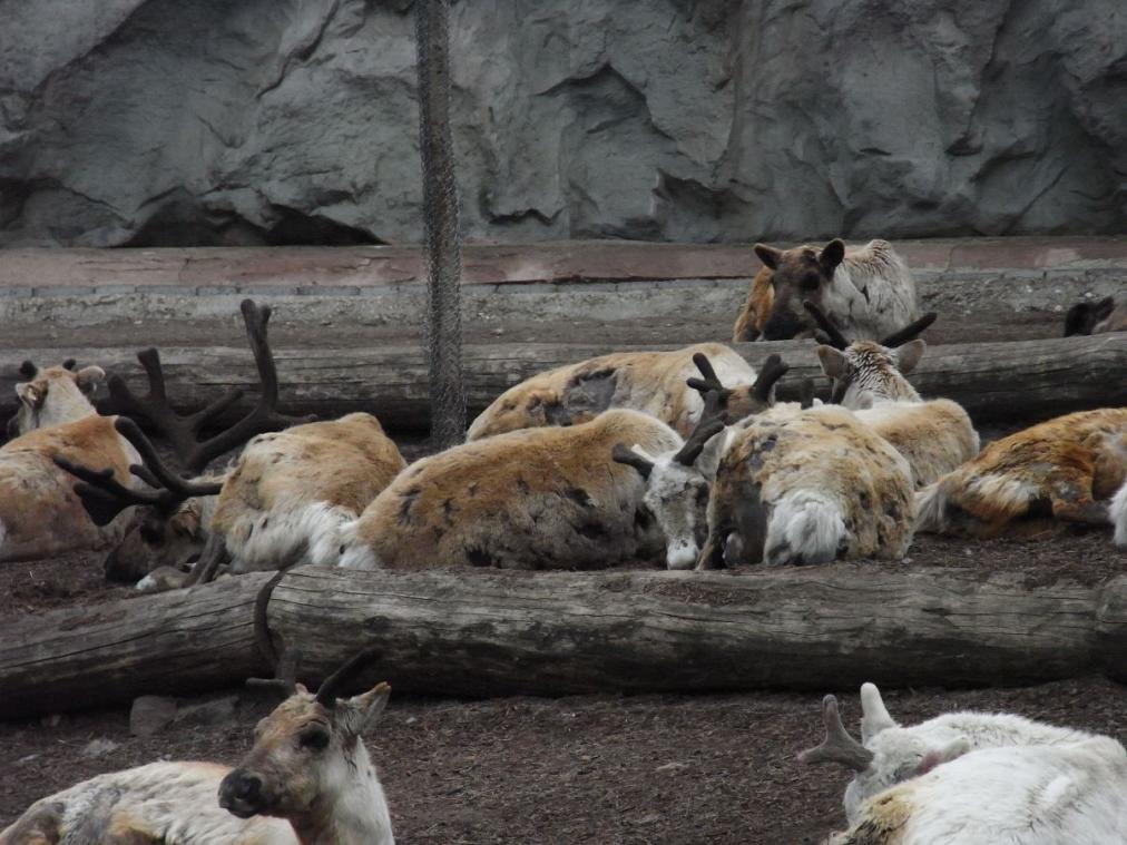 Foto Zoo Gelsenkirchen - Gehege