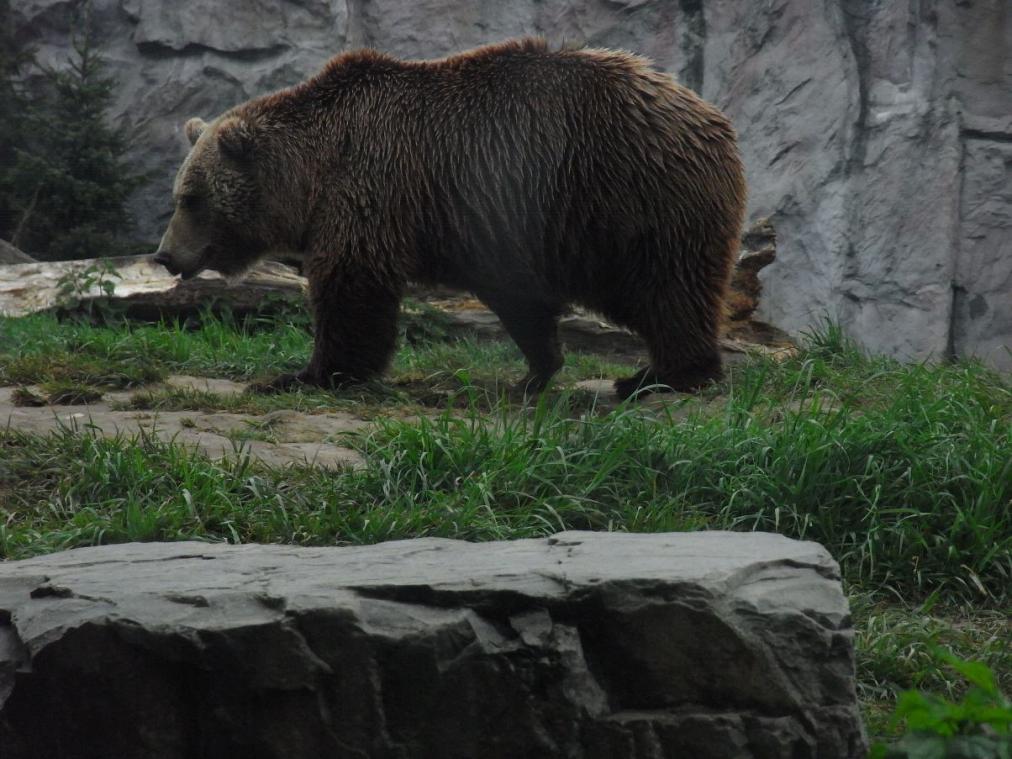 Foto Zoo Gelsenkirchen - Bär