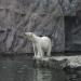Foto Zoo Gelsenkirchen - Eisbär