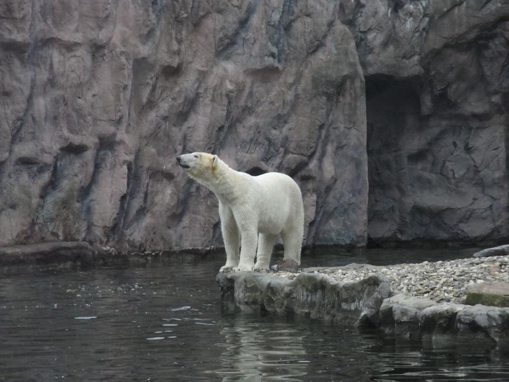Foto Zoo Gelsenkirchen - Eisbär