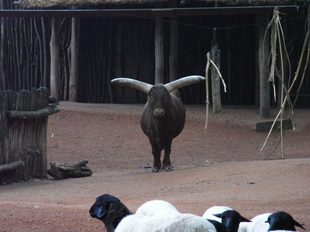 Foto Zoo Gelsenkirchen - Rind
