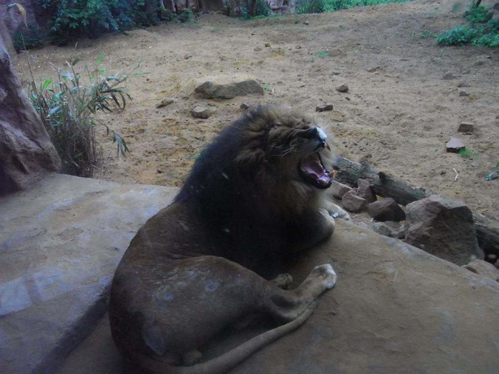 Foto Zoo Gelsenkirchen - Löwe