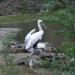 Foto Zoo Gelsenkirchen - Pelikan