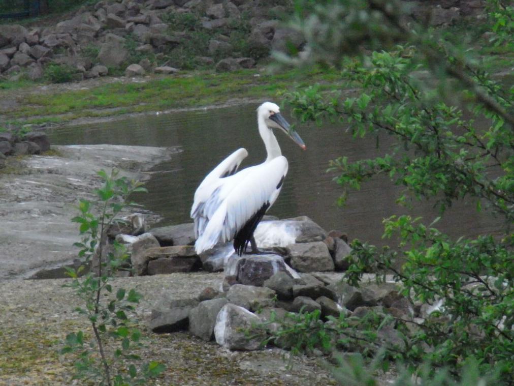 Foto Zoo Gelsenkirchen - Pelikan