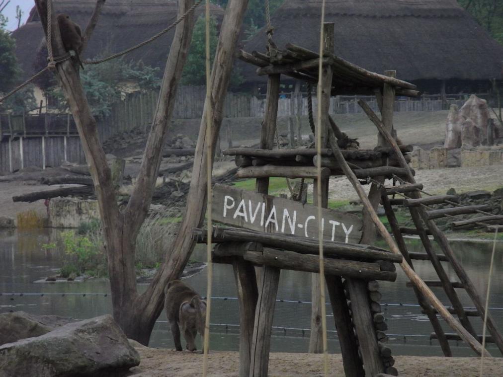 Foto Zoo Gelsenkirchen - Affengehege